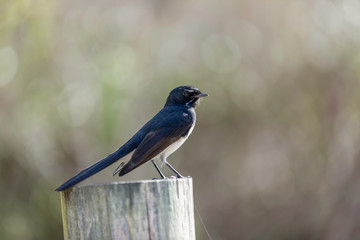 bird on branch