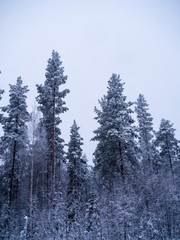 Winter forest in swedish lapland