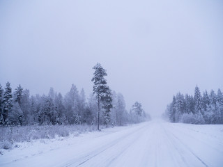 Fototapeta premium Winter forest in swedish lapland