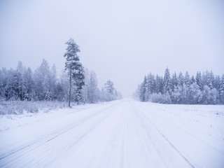 Winter forest in swedish lapland