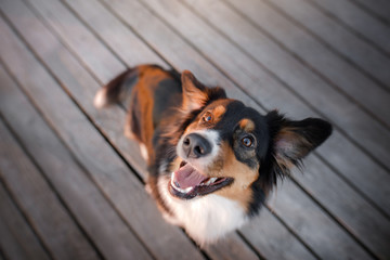 funny dog face. Australian shepherd portrait. Happy pet