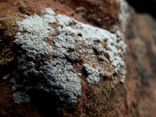 moss