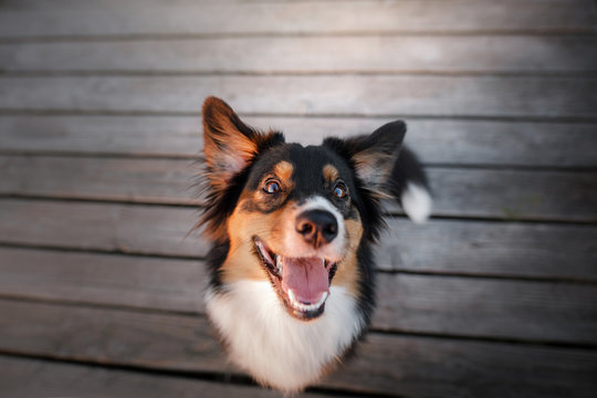funny dog face. Australian shepherd portrait. Happy pet