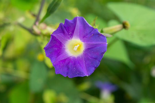 ipomeas