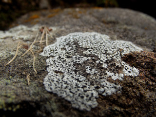 moss