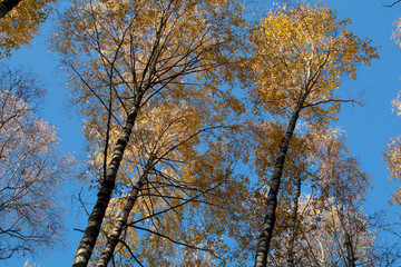 birch in autumn