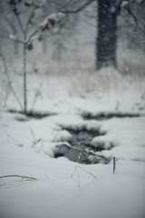 A small stream flows through a woodland during a snow storm.