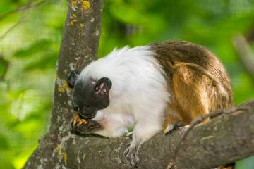 Pied bare-faced tamarin