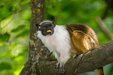 Pied bare-faced tamarin