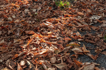 Laub am Boden, Lichtstrahl
