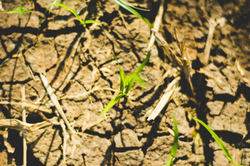 Bokeh'd Grass Blades on Soil Top Shot