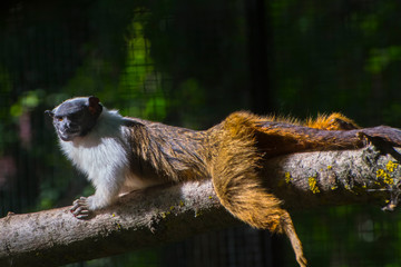 Pied bare-faced tamarin