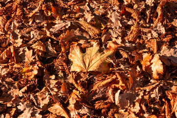 Herbstlaub