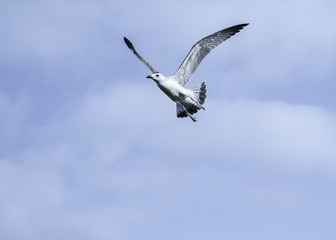 Seagull
