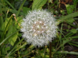 Dandelion