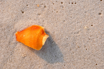 Sea shell