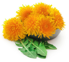 Medicinal dandelion