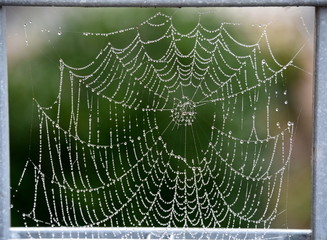 Spinne mit Spinnennetz mit Tautropfen
