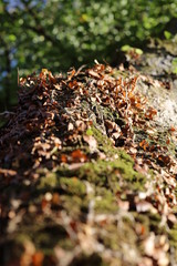 Brown ivy on tree trun in autumn