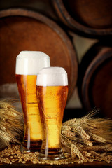 Two glass of beer .With wheat and barley and barrels spikes on bakcground.Still life