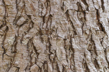 Tree bark