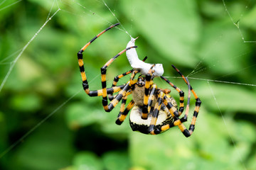 araña