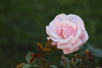 Pink rose in green bush