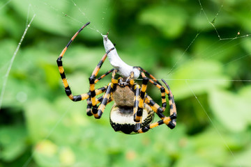 araña