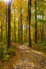 Fototapeta premium autumn in the forest