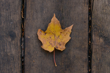 Naklejka na ściany i meble Maple leaf on wood background