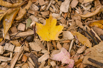 Leaf on the ground