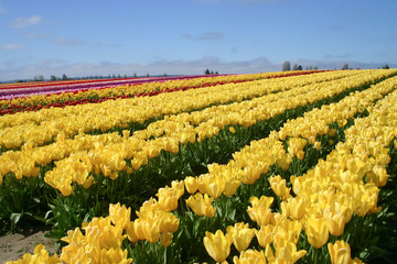 field of yellow tulips