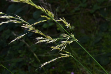 Grass