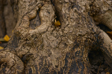 bark of a tree