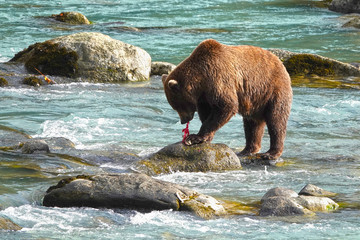 Wild grizzly bear hunting salmon in a river