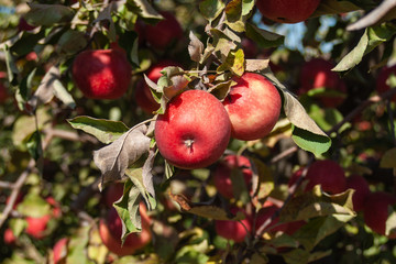 Apples on the tree