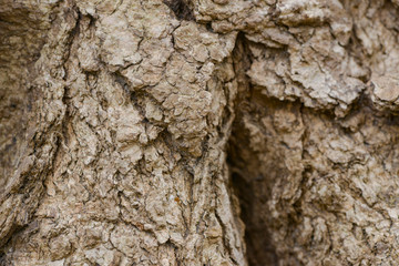 Tree bark texture