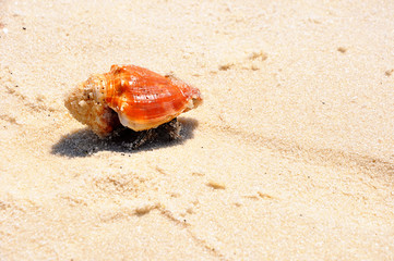 Crap at Pensecola Beach