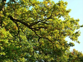Hanging oak tree branch with foliage against a blue sky