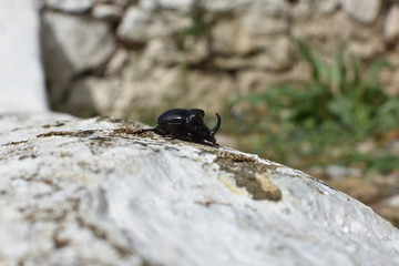 Escarabajo cornudo