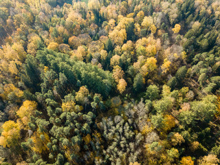 Fototapeta na wymiar drone image. aerial view of rural area in autumn with yellow and red colored trees from above
