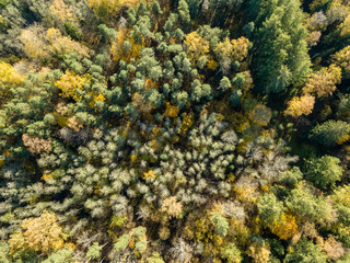 Naklejka na ściany i meble drone image. aerial view of rural area in autumn with yellow and red colored trees from above
