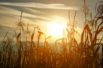 Morning sunrise on the field of corn, sunrise in the fog on the field. beautiful summer landscape