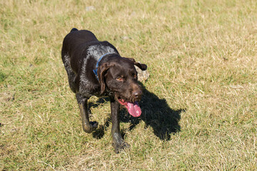 German hunting watchdog drathaar, Beautiful dog portrait on the hunt