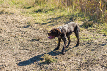 German hunting watchdog drathaar, Beautiful dog portrait on the hunt