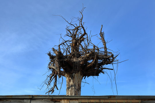 Large dried tree roots as a decoration of the roof against the blue sky
