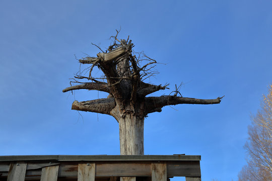 Large dried tree roots as a decoration of the roof against the blue sky
