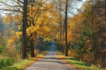 Autumn landscape. Forest road in autumn leaves.