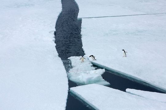 Penguins crossing ice floe
