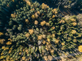 drone image. aerial view of rural area in autumn with yellow and red colored trees from above